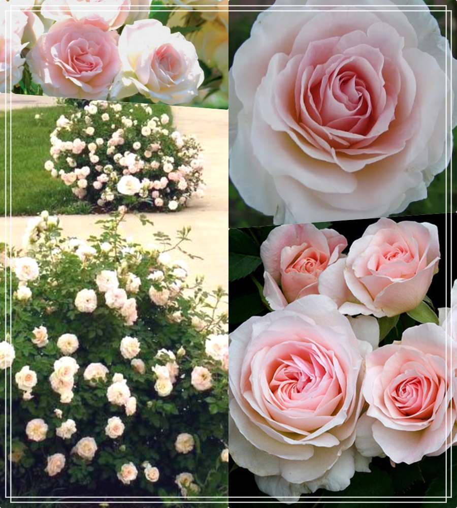 Morden Blush najpiękniejsza róża kanadyjska
