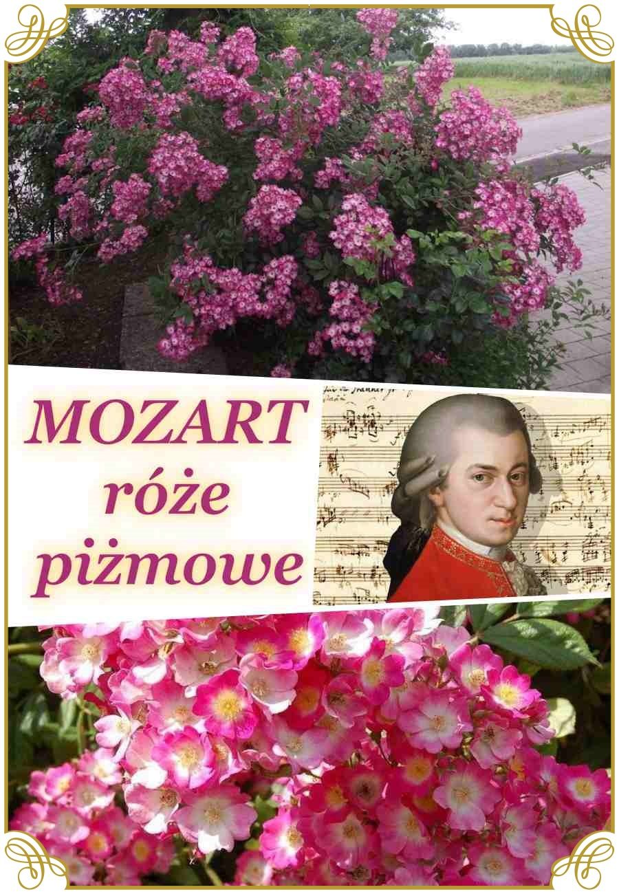 Mozart róże historyczne piżmowe