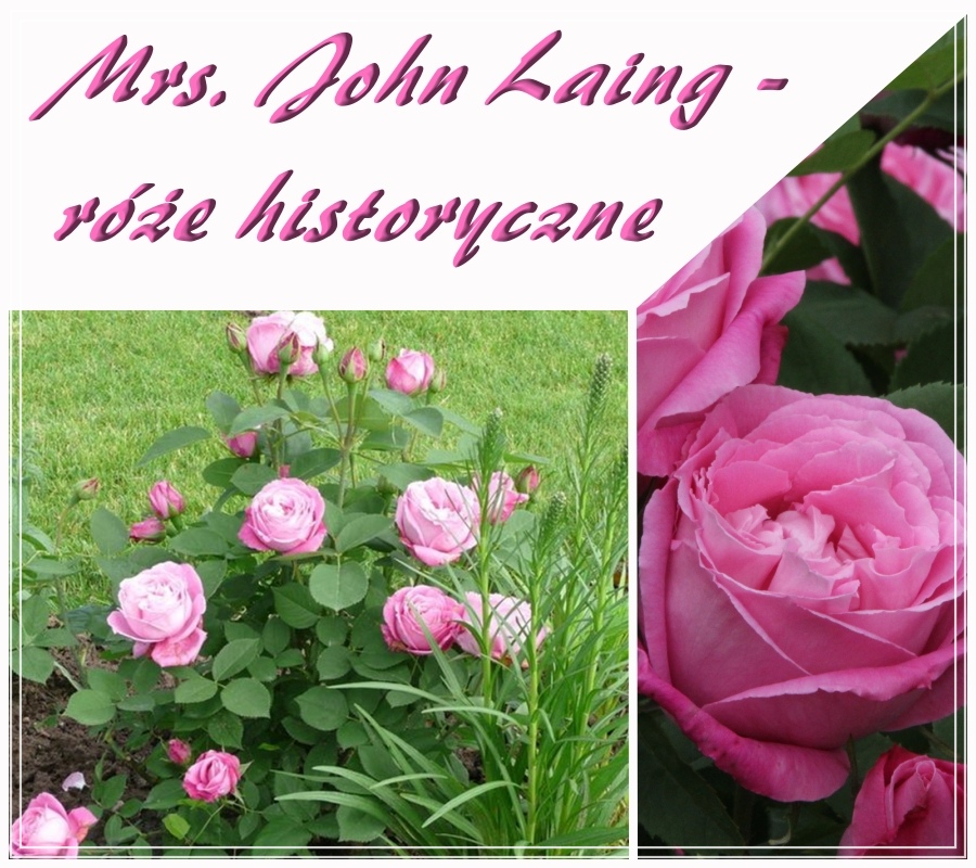 Mrs. John Laing róże krzaczaste