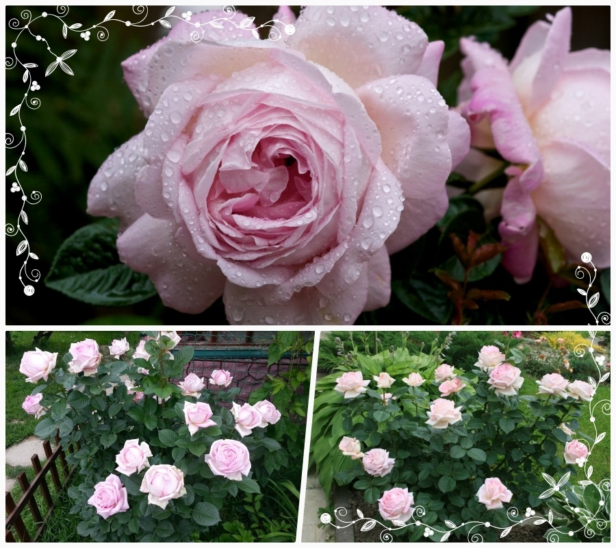 Myriam róże wielkokwiatowe