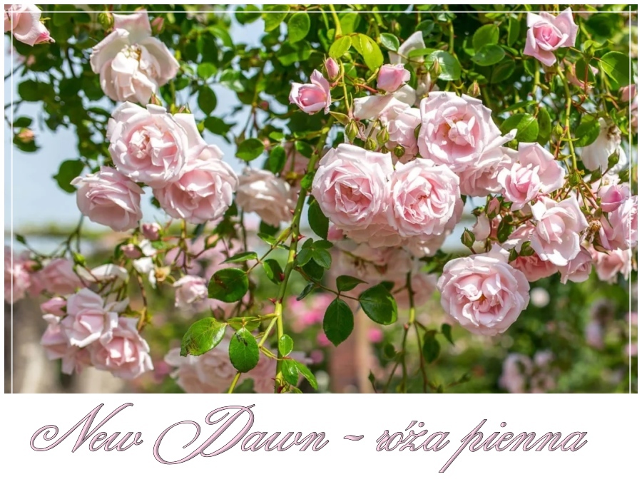 New Dawn róże pienne