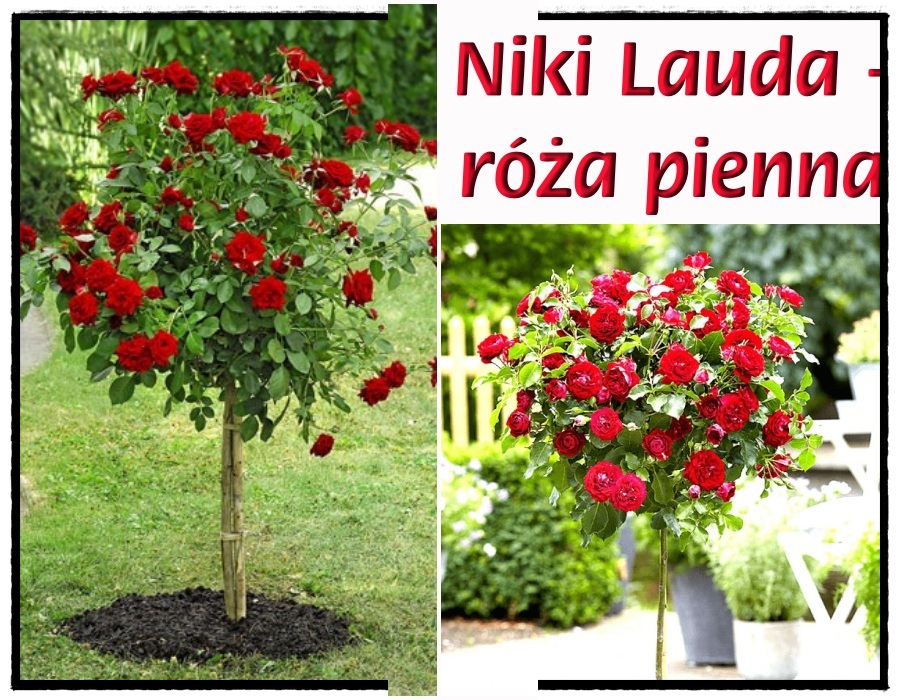 Niki Lauda róże pienne