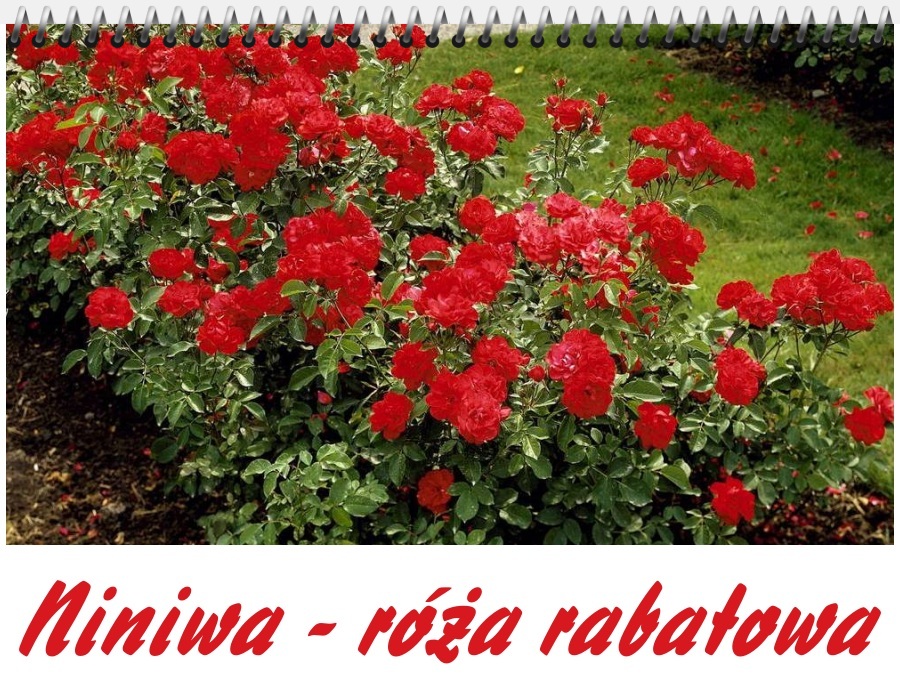 Niniwa róże rabatowe