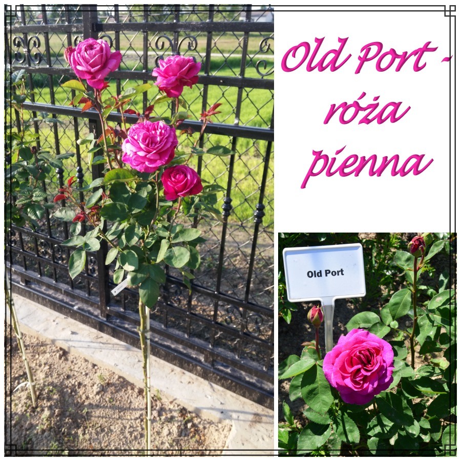 Old Port róże pienne
