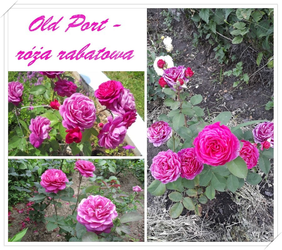 Old Port róże rabatowe