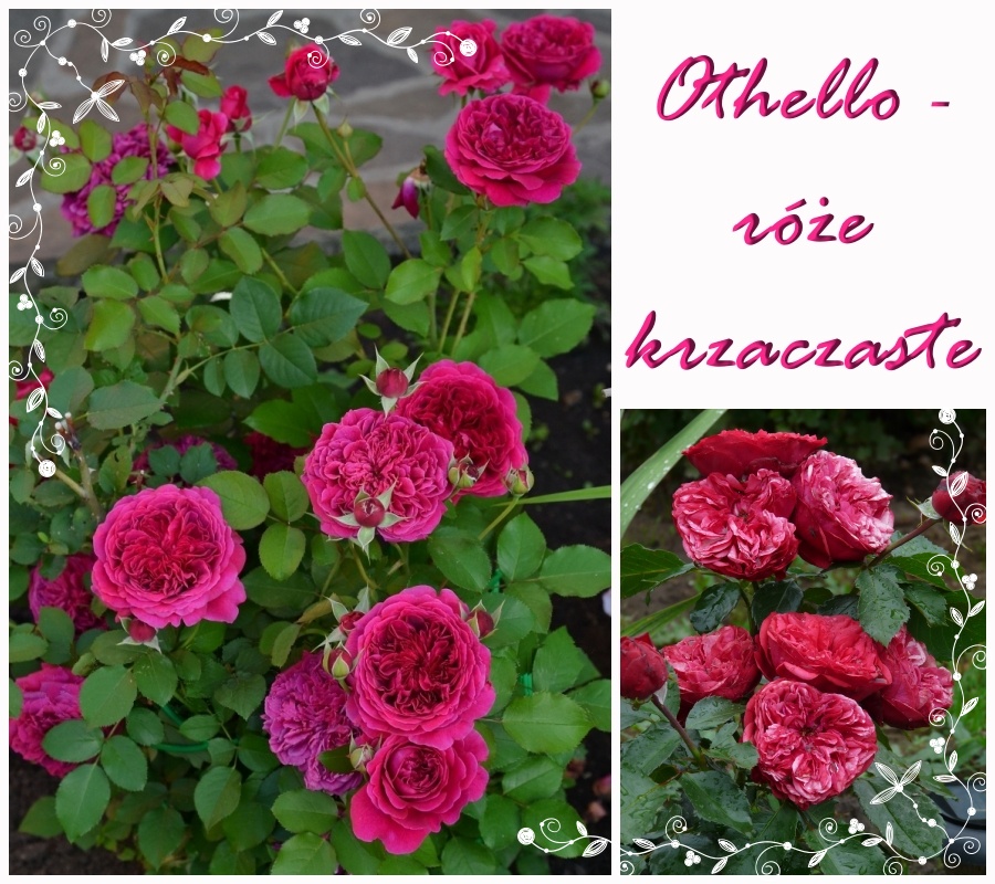 Othello róże krzaczaste