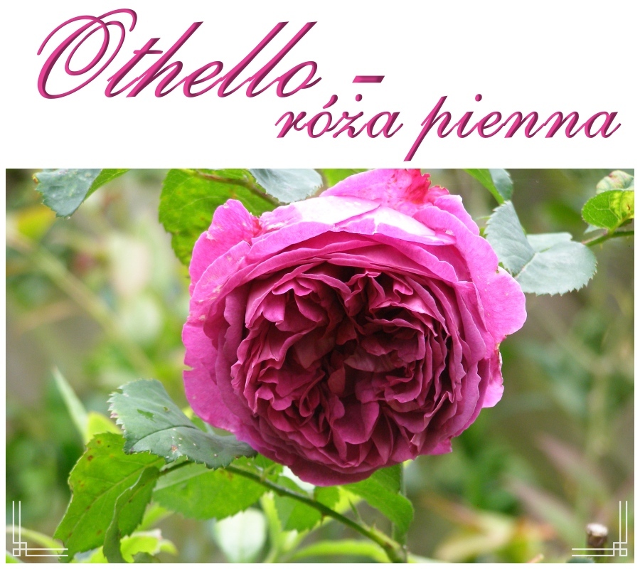 Othello róże pienne
