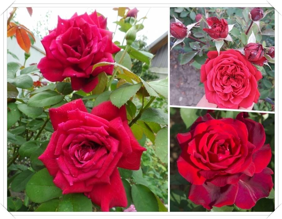 Padrone Fragranze róże wielkokwiatowe