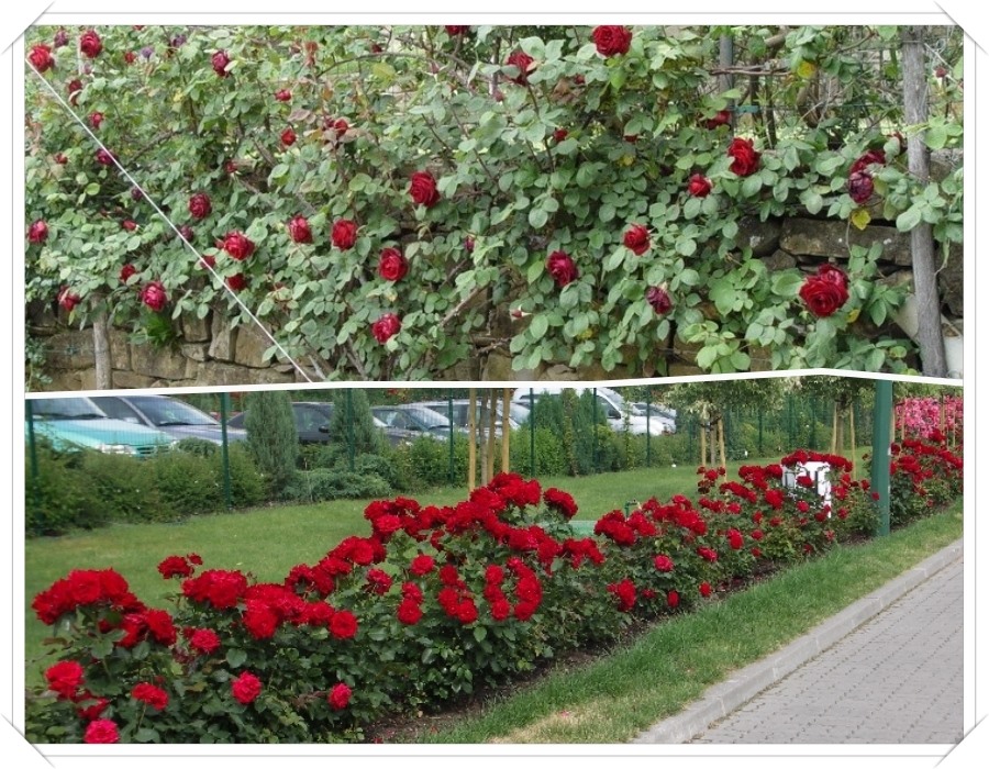 Padrone Fragranze róże wielkokwiatowe