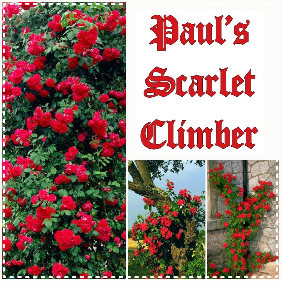 Paul's Scarlet Climber róże pnące