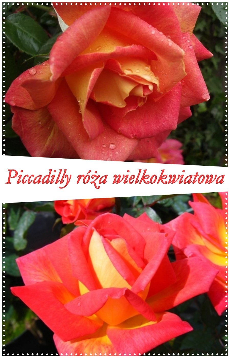 piccadilly roza wielkokwiatowa