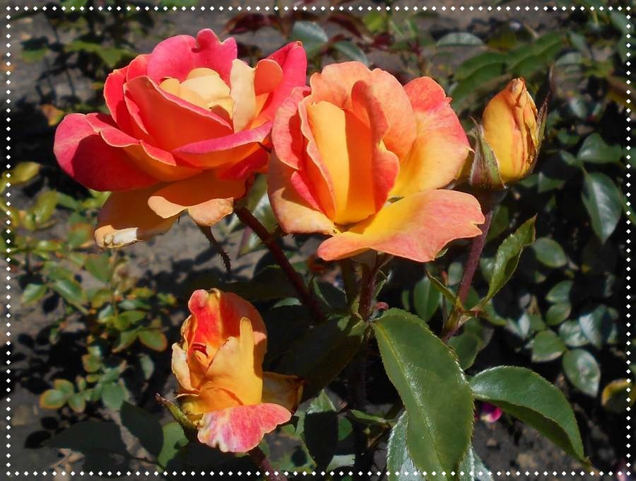 piccadilly róża wielkokwiatowa