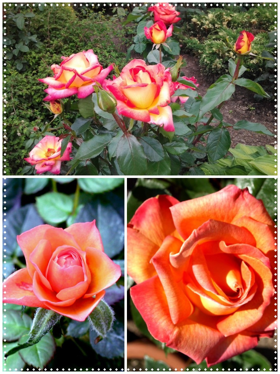 róża wielkokwiatowa piccadilly