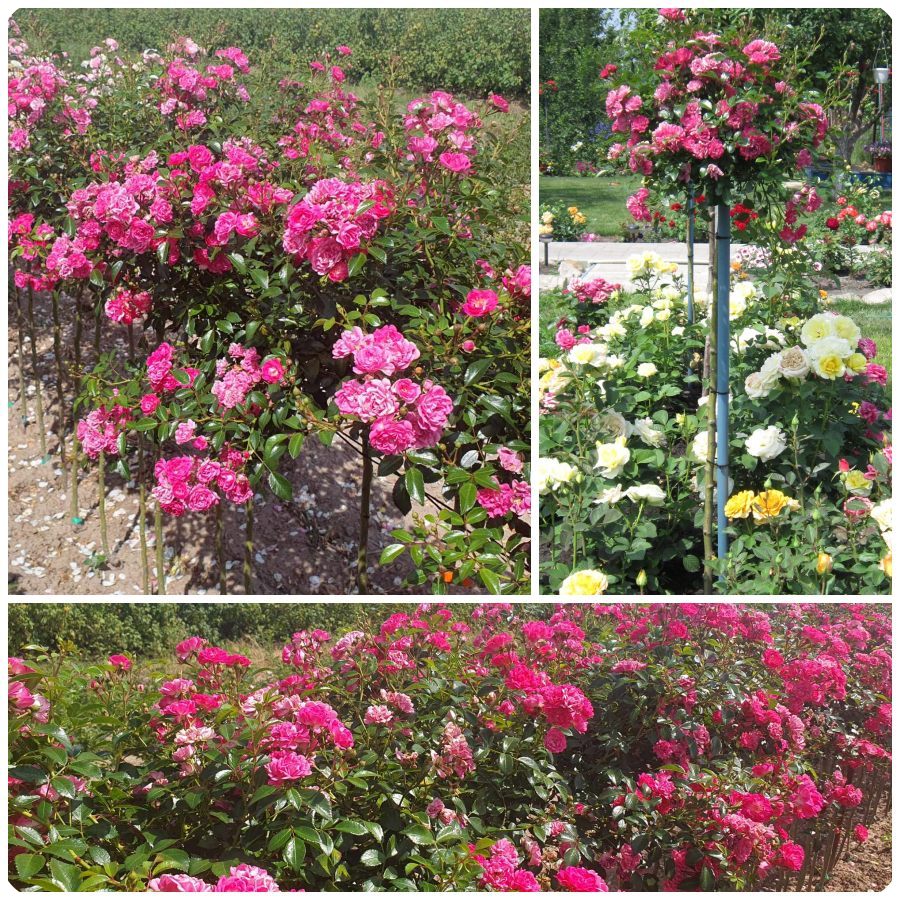 Pink Fairy róże pienne