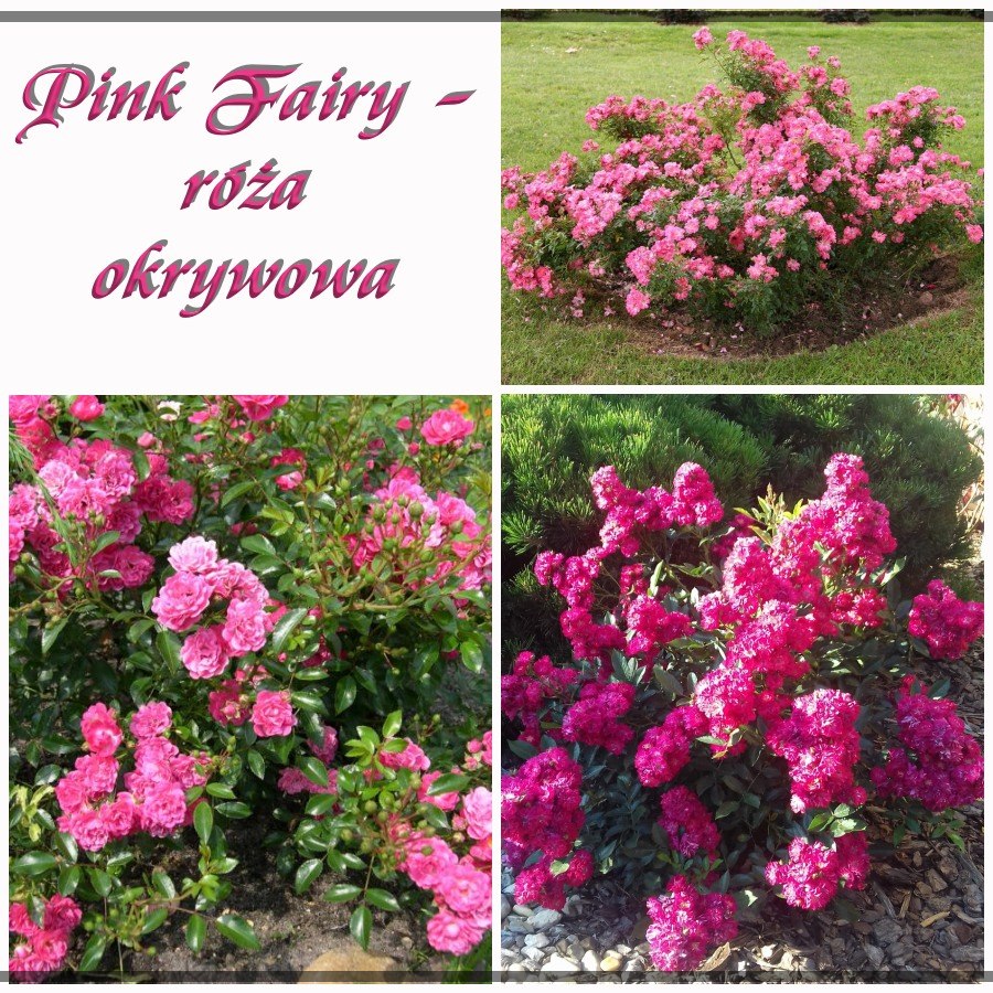 Pink Fairy róże okrywowe