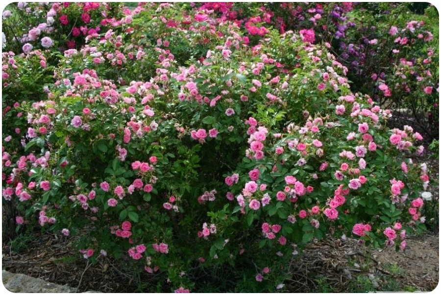 Pink Grootendorst róże krzaczaste