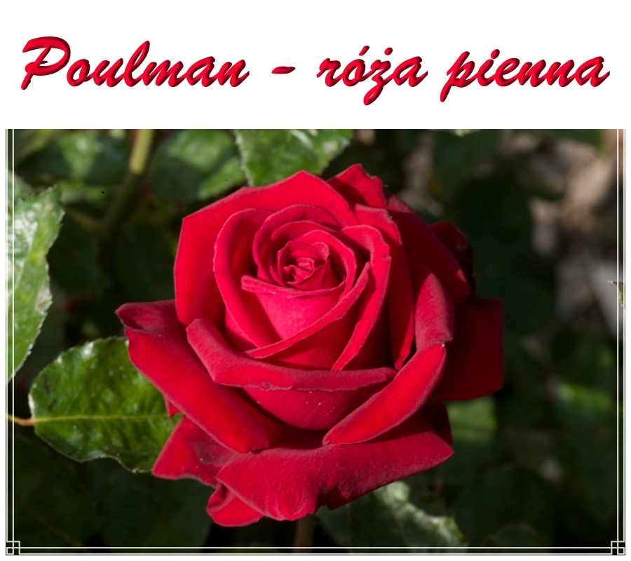 Poulman róże pienne