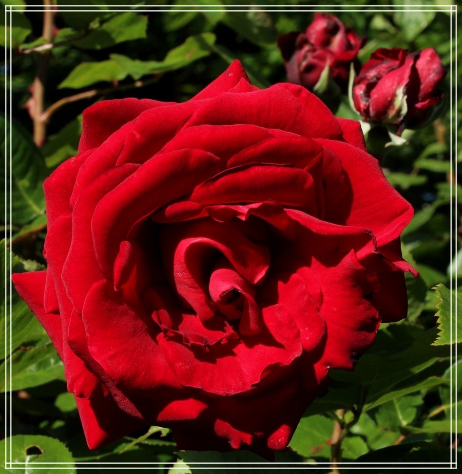 Poulman róże wielkokwiatowe