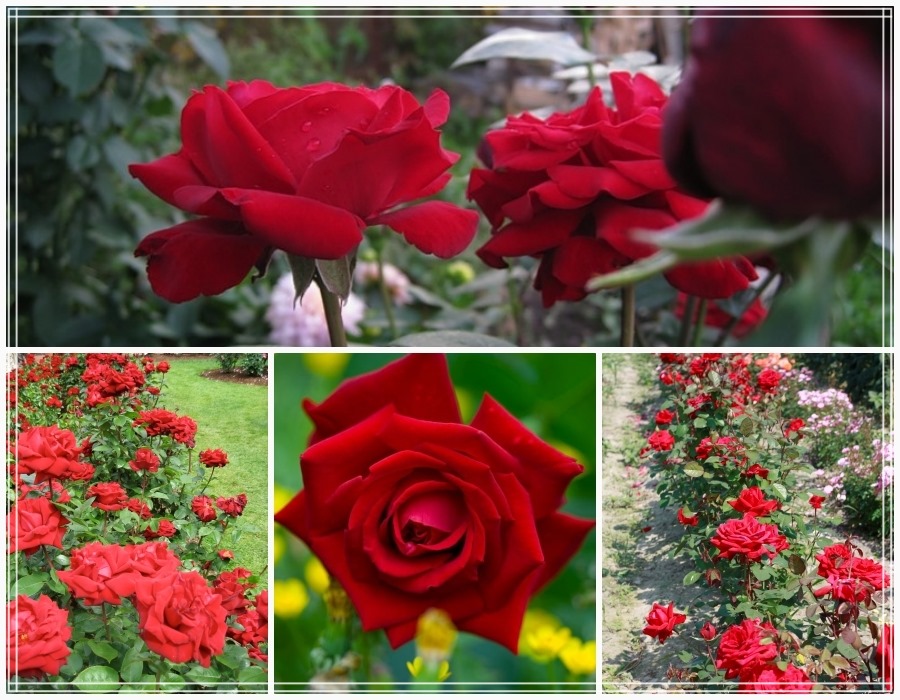 Poulman róże wielkokwiatowe