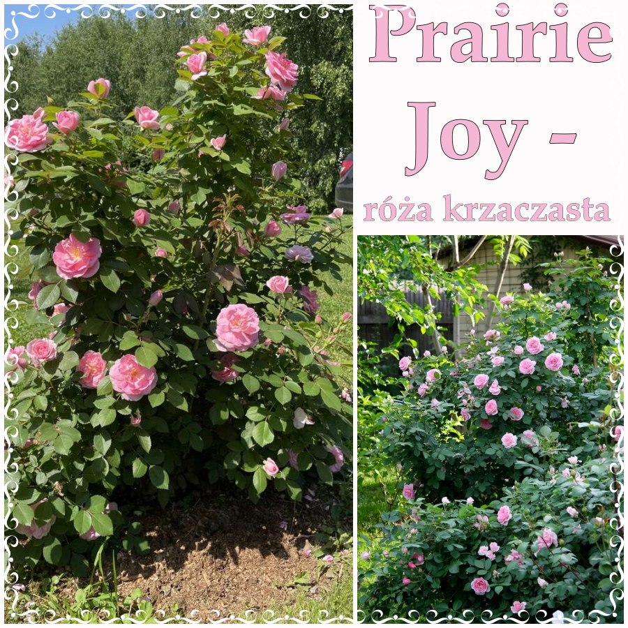Prairie Joy róże krzaczaste