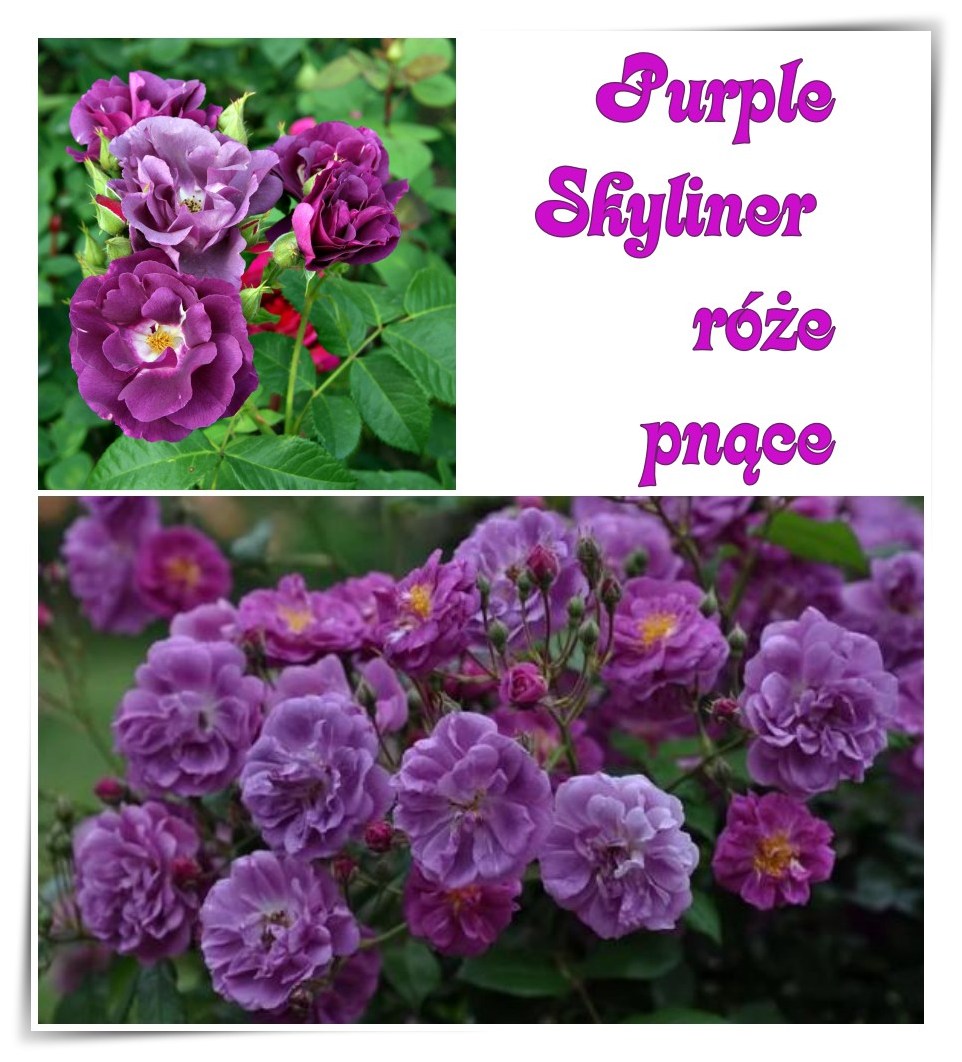róże pnące purple skyliner