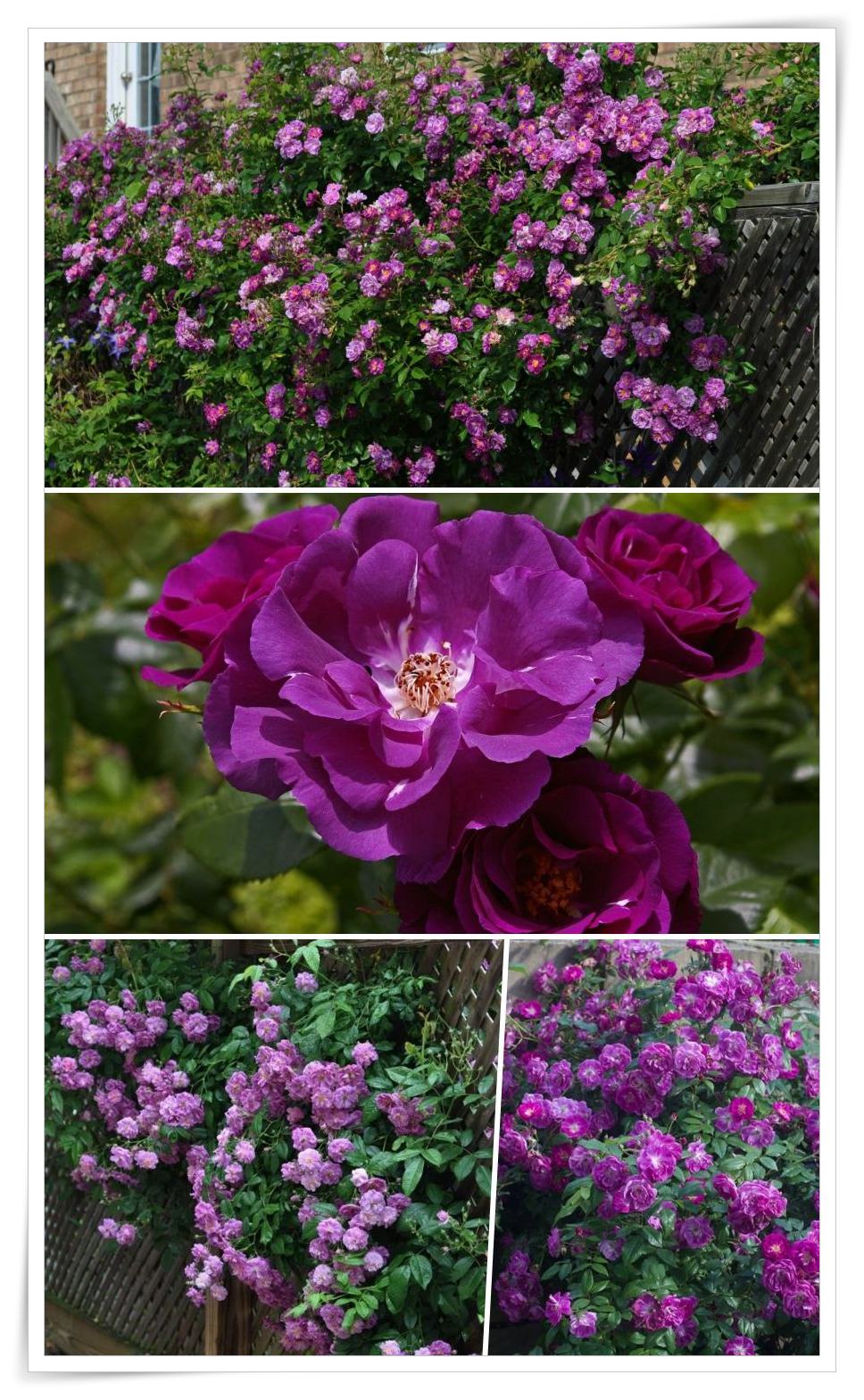 purple skyliner pnące róże