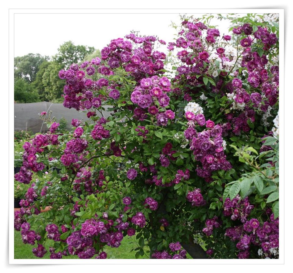 róże pnące z wielkiej brytanii purple skyliner