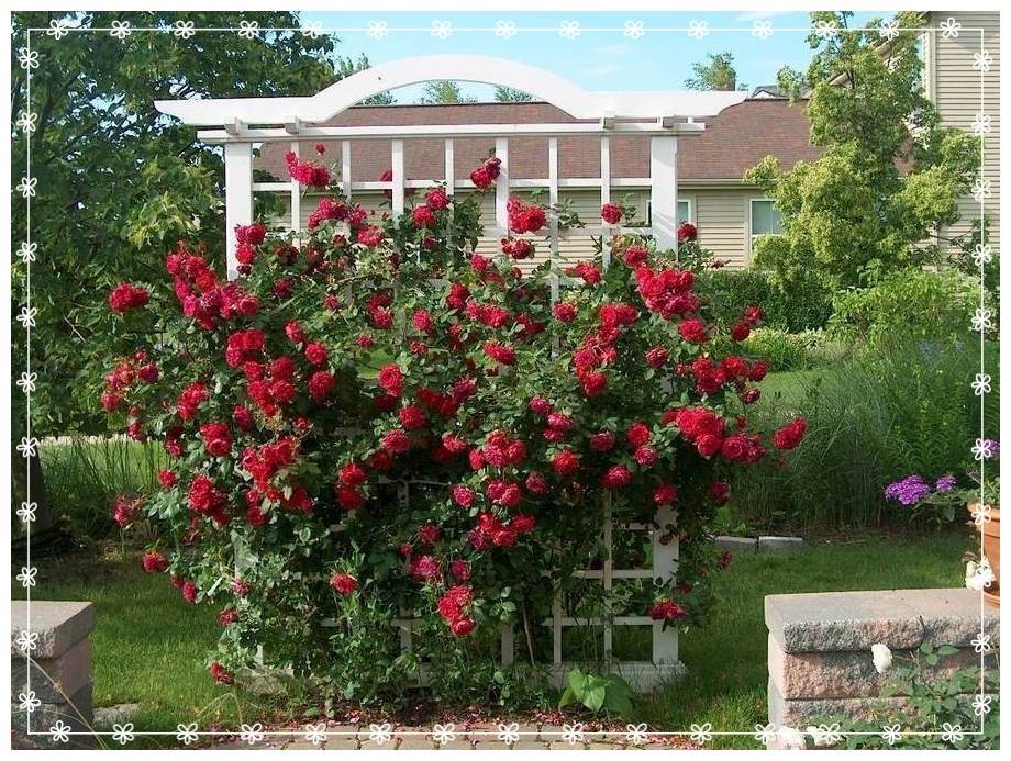 róża kanadyjka pnąca