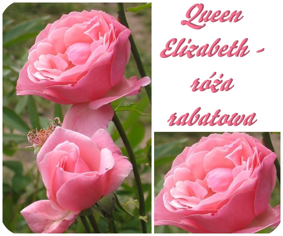 Queen Elizabeth róże rabatowe