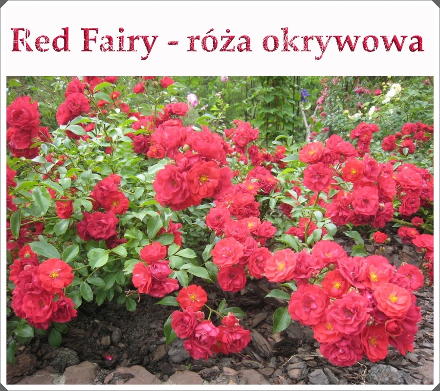 Red Fairy róże okrywowe