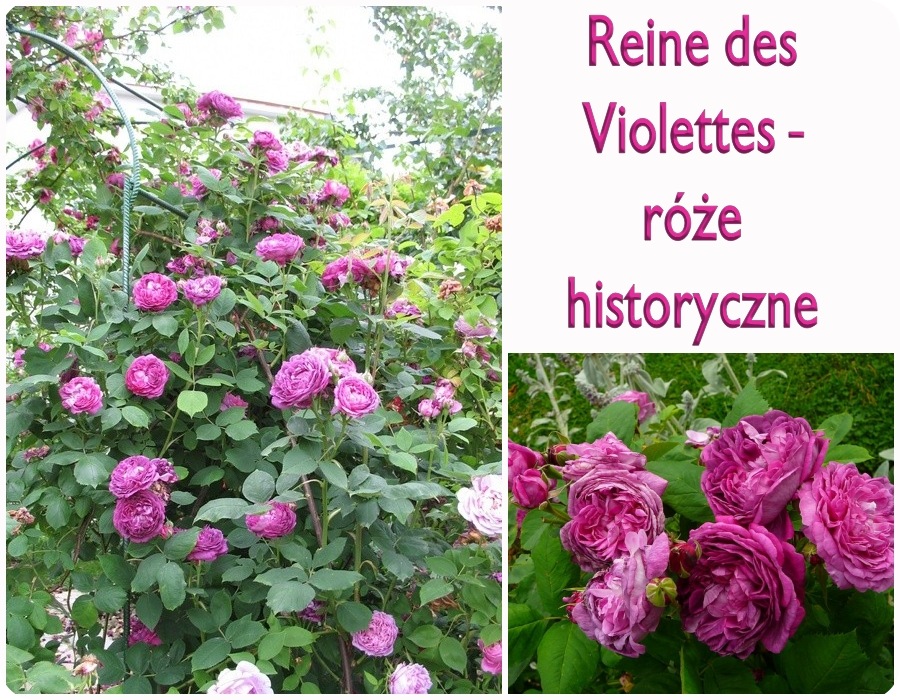 Reine des Violettes róże historyczne