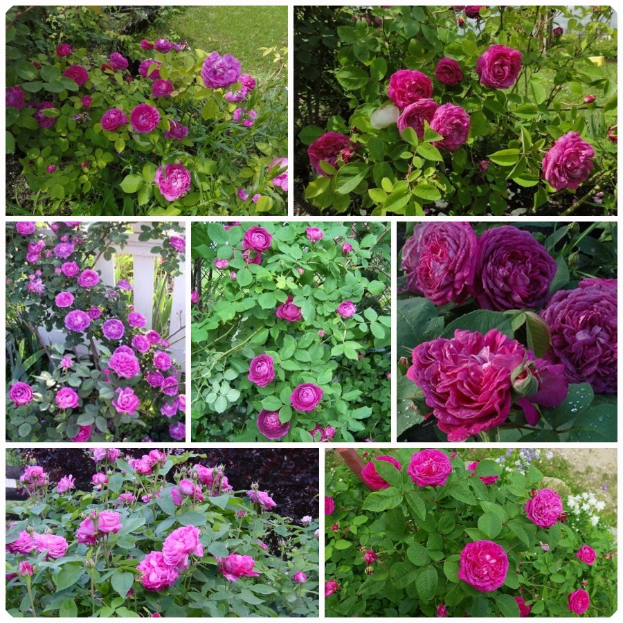 Reine des Violettes róże historyczne