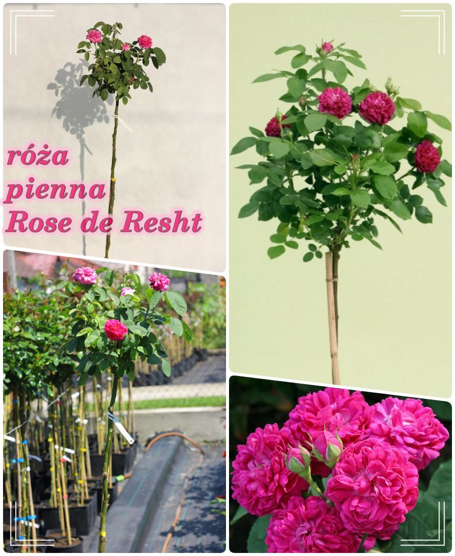 rose re resht róża historyczna na pniu