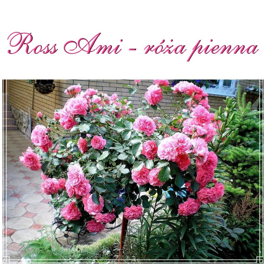 Ross Ami róże pienne