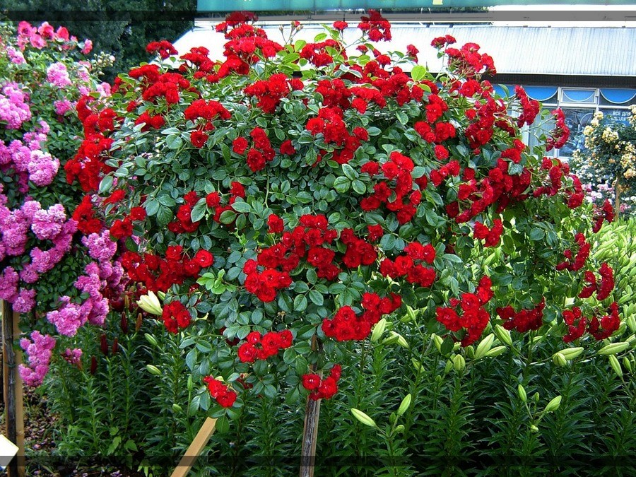 Skabiosa Rosso róże pienne
