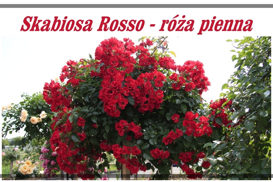 Skabiosa Rosso róże pienne