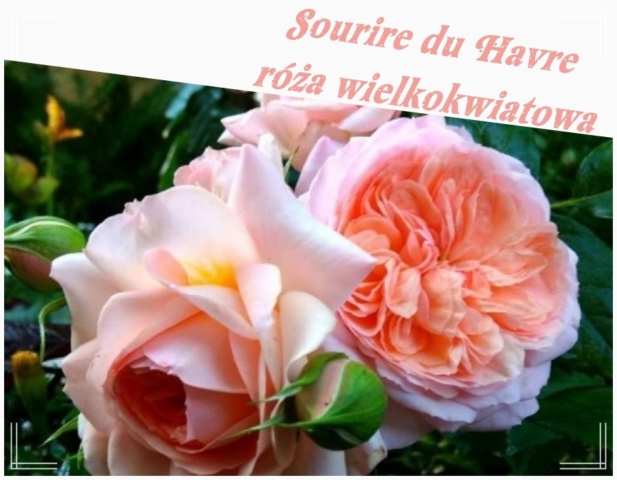 Sourire du Havre róże wielkokwiatowe