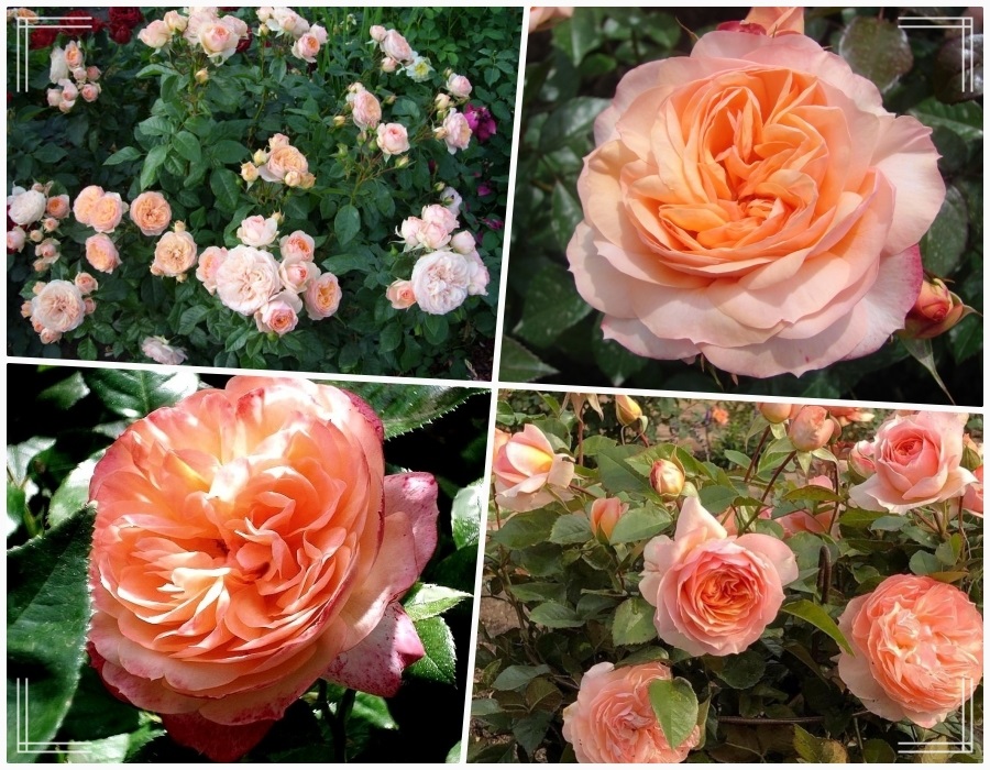 Sourire du Havre róże wielkokwiatowe