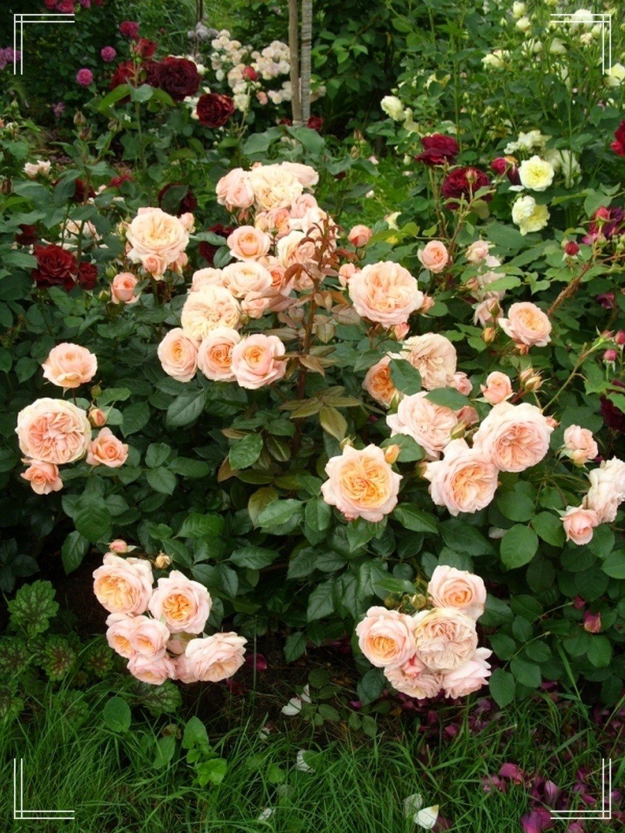 Sourire du Havre róże wielkokwiatowe