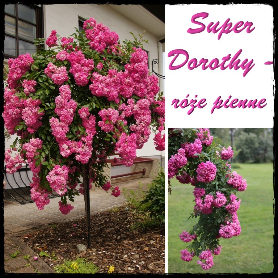 Super Dorothy róże pienne
