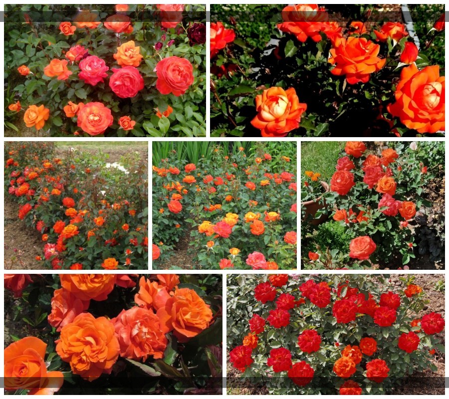 super trouper rabatowa róża pomarańczowa