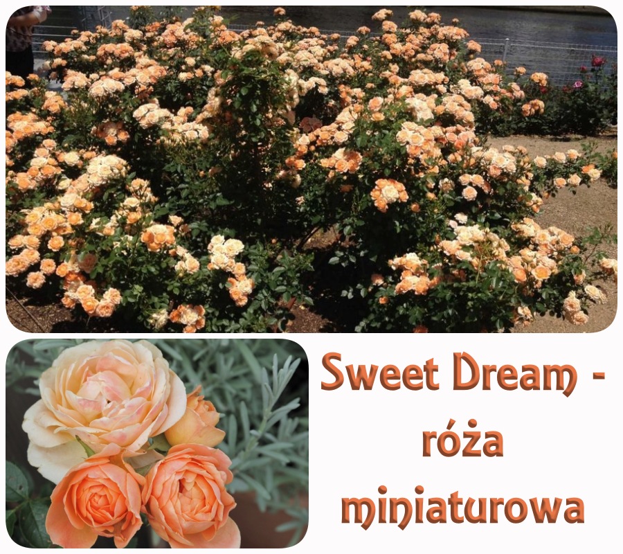 Sweet Dream róże miniaturowe