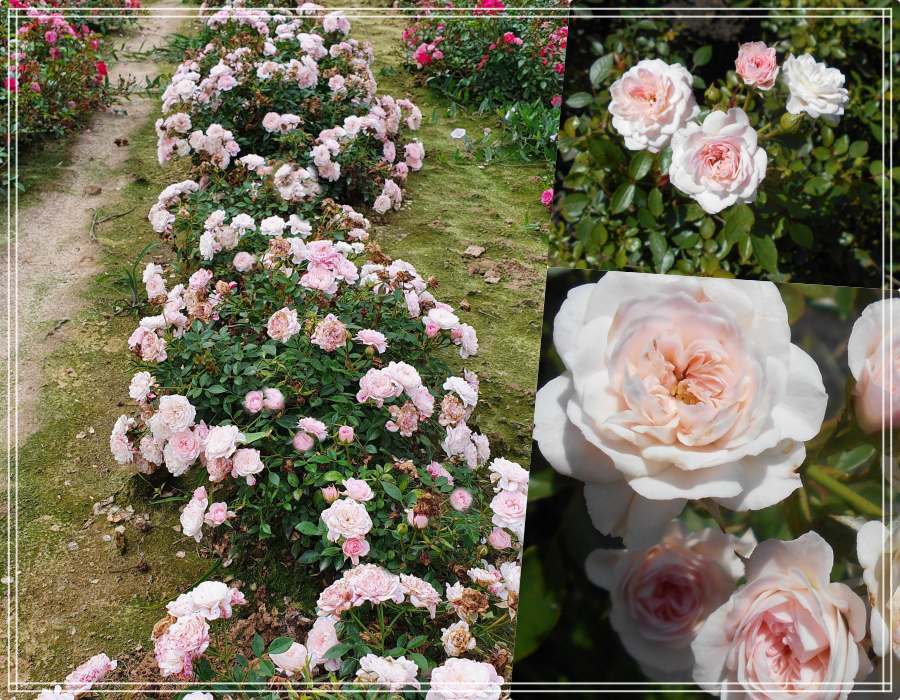 świeta tereska polskie róże miniaturowe