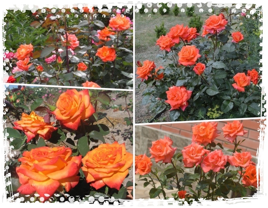 róże pomarańczowe, róża pomarańczowa, monika