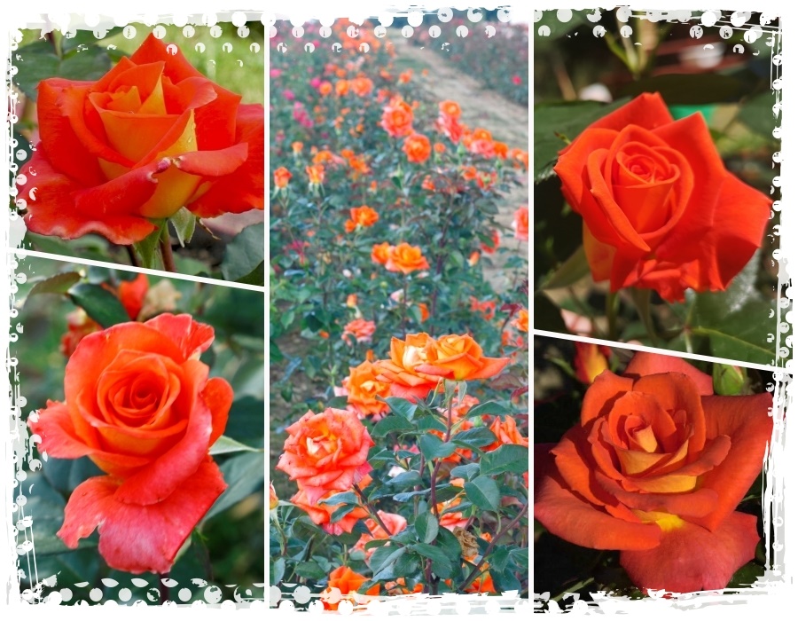 Tanakinom róże wielkokwiatowe