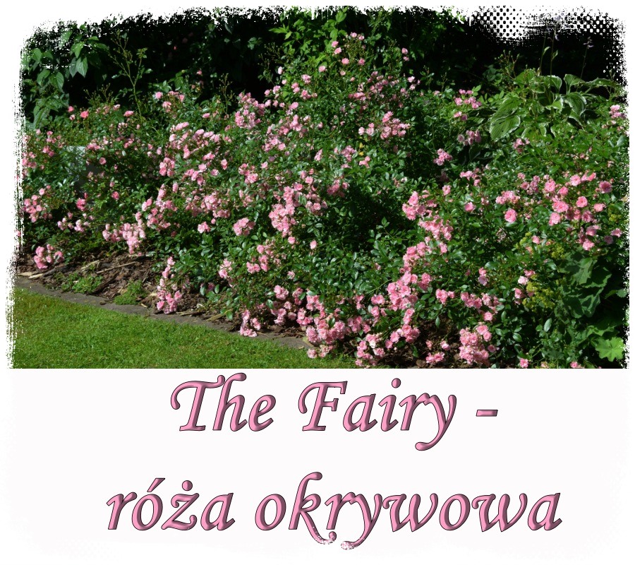 The Fairy róże okrywowe