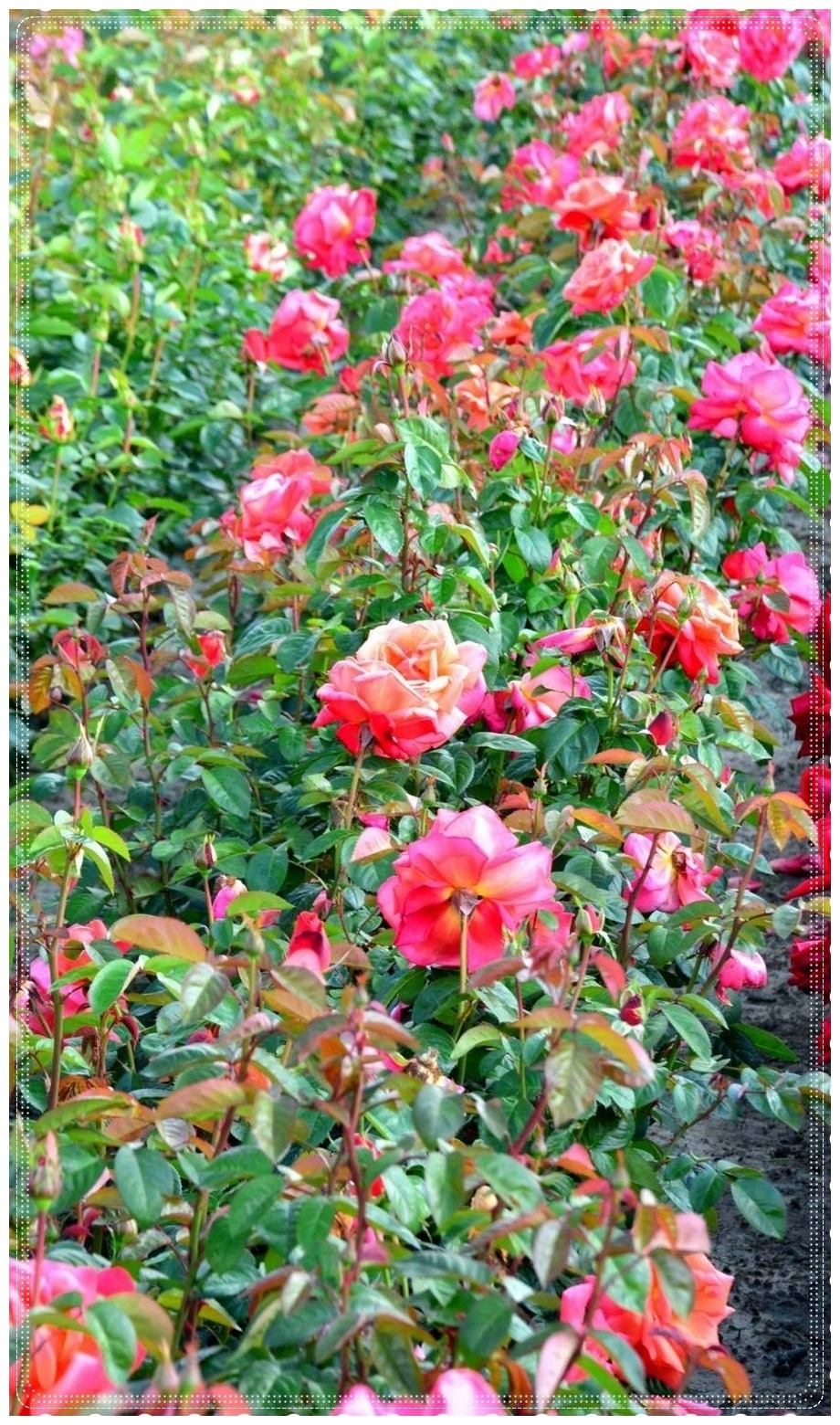 Trio Of Tea róże wielkokwiatowe