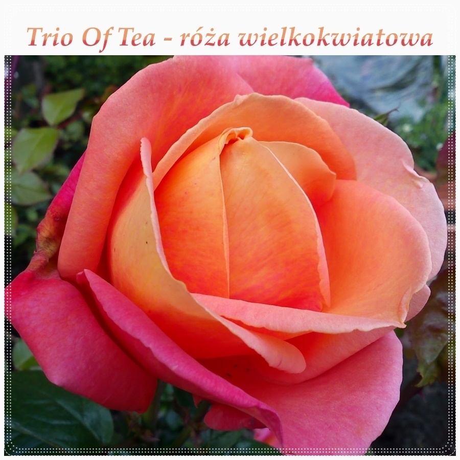 Trio Of Tea róże wielkokwiatowe