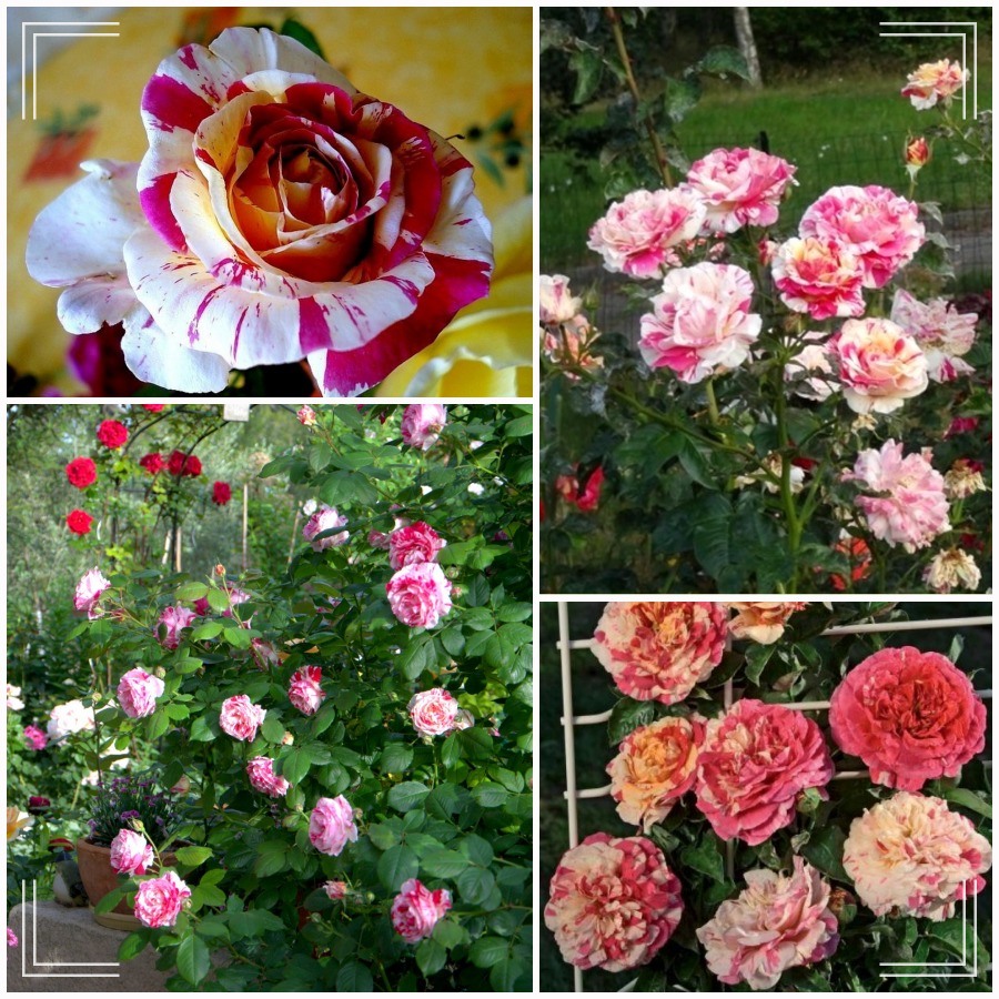 Vanille Fraise róża pnąca