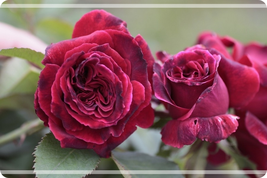 Velvet Fragrance róże wielkokwiatowe